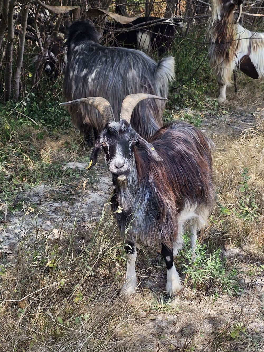 Portrait d'une chèvre pyrénéenne